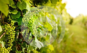 View of grapesÂ and vineyardÂ inÂ Goriska Brda in Slovenia